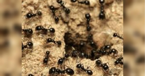 Позбуваємось мурах на ділянці за допомогою простого, але дуже ефективного засобу (відео)