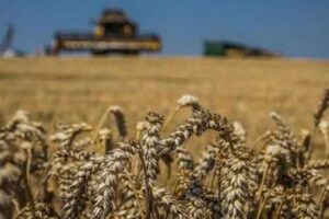 Імпортери очікують зниження цін на пшеницю через наближення нового врожаю