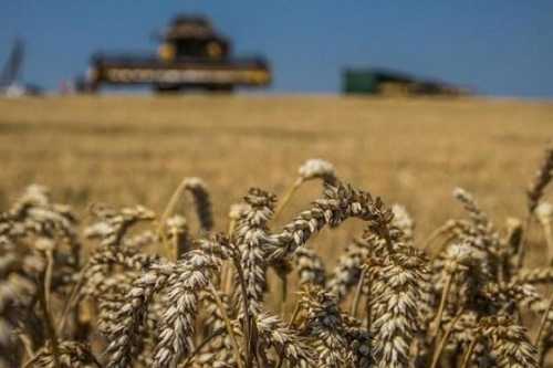 Імпортери очікують зниження цін на пшеницю через наближення нового врожаю