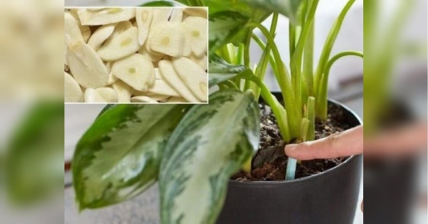 Обов'язково додайте шматочки цього овочу в горщики з кімнатними рослинами: корисний лайфхак для квітникарів