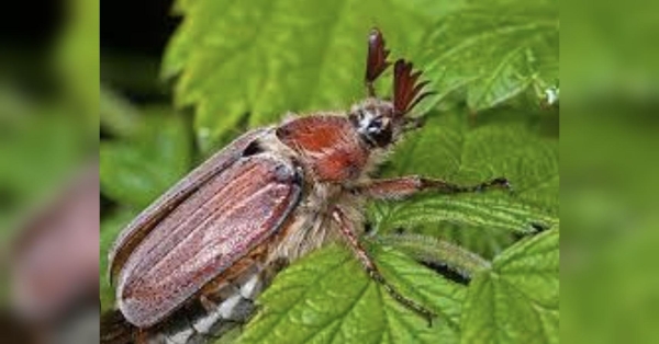 Спасіння кущів від хрущів: аграрій з-під Києва розповів, як звільнити рослини від жуків, що гризуть їхнє коріння