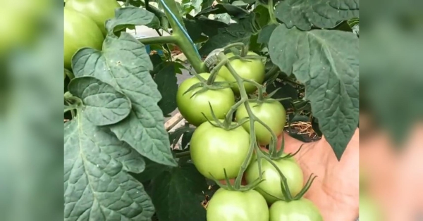 YaraMila дешевше, але є нюанси: аграрій з Київщини розповів про добрива для підживлення томатів - INFBusiness