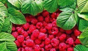 Прогноз цін на малину – опитування