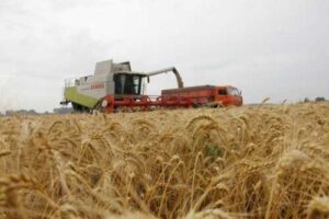 В Україні жнива стартували раніше і з доброю перспективою