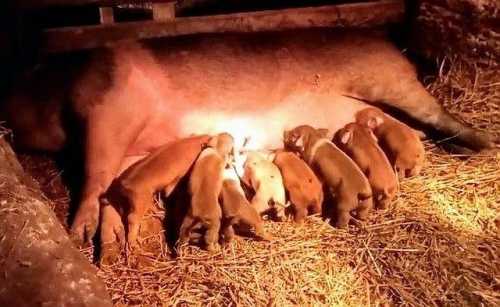 Фермерка з Чернігівщини реалізувала проєкт з вирощування поросят для потреб сільських мешканців завдяки гранту від Corteva Agriscience - INFBusiness