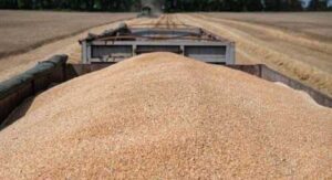 ФАО очікує незначне скорочення виробництва зернових у наступному маркетинговому році