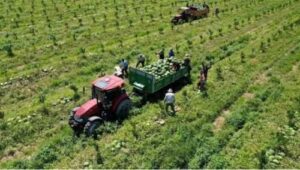 Попит на кавуни в Туреччині зріс завдяки Євро-2024