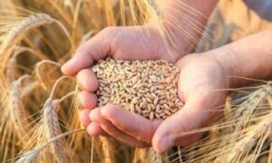 Палестина отримала зерно в рамках гуманітарної програми «Grain from Ukraine»