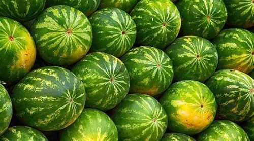 Сезон кавунів розпочався на декілька тижнів раніше, ніж минулого року - INFBusiness