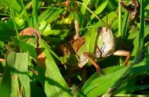 Одещині та Харківщині загрожує сарана, – Держпродспоживслужба