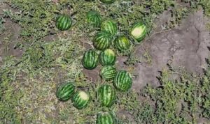 На Херсонщині зібрали перші 100 тонн кавунів