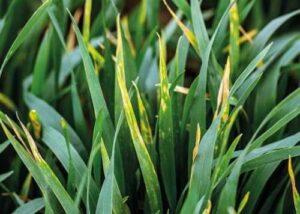 Хвороби озимої пшениці: основні види