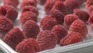 Ціни на заморожену малину в ЄС можуть зрости