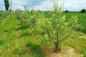 У фермера на Хмельниччині пропадає обліпиховий сад