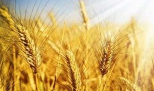 Стартові ціни на пшеницю в Україні зросли через невтішний прогноз врожаю для росії