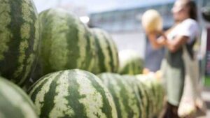 Спека та низький попит обвалили ціни на кавуни