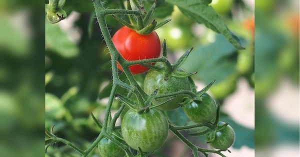 Школа городника: використовуйте цей засіб — і у фітофтори на томатах не буде жодного шансу - INFBusiness