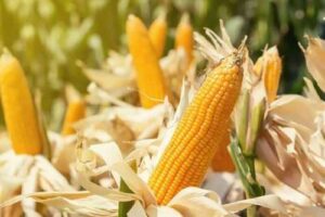 Аналітики очікують зростання цін на кукурудзу та соняшник через посуху