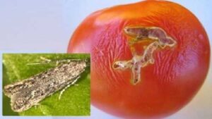 Південноамериканська томатна міль: на Миколаївщині запровадили карантинний режим