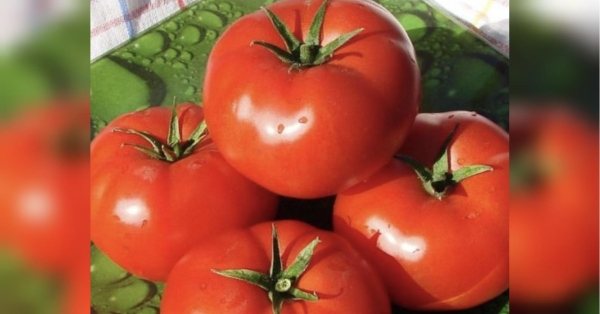 Смачний, красивий, і легко переносить спеку: фермерша з Чернігівщини розповіла про вирощування гібридів «Бобкат» - INFBusiness