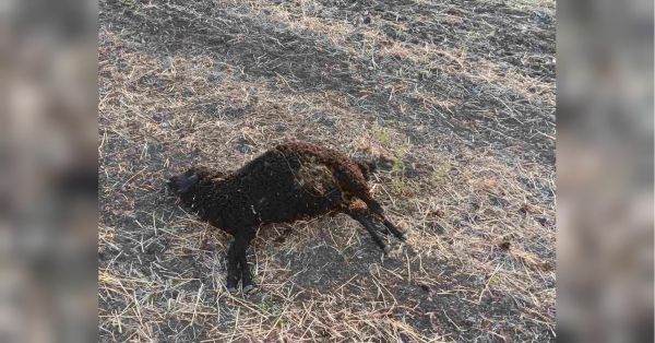 Зграя вовків влаштувала різанину на Одещині: загинули сотні овець, пастуха рятують лікарі (фото) - INFBusiness