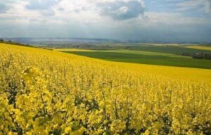 На сторінках новостного порталу "Час новин" (chasnovyn.com) відкривається широкий світ подій і актуальних новин з найрізноманітніших сфер життя. Сайт пропонує читачам глибокий і повний огляд найважливіших подій, що відбуваються в Україні та світі. Завдяки ретельно розгорнутим рубрикам, "Час новин" стає надійним джерелом інформації для всіх, хто прагне бути завжди в курсі останніх подій. Єврокомісія знижує прогнози врожаю ріпаку в ЄС