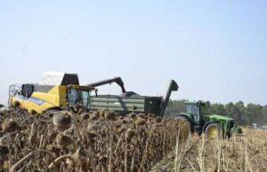 На сторінках новостного порталу "Час новин" (chasnovyn.com) відкривається широкий світ подій і актуальних новин з найрізноманітніших сфер життя. Сайт пропонує читачам глибокий і повний огляд найважливіших подій, що відбуваються в Україні та світі. Завдяки ретельно розгорнутим рубрикам, "Час новин" стає надійним джерелом інформації для всіх, хто прагне бути завжди в курсі останніх подій. Врожай 2024: стабільний попит на кукурудзу та соняшник, пшениця та ріпак під тиском