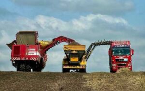 «Контінентал» збирає врожай картоплі