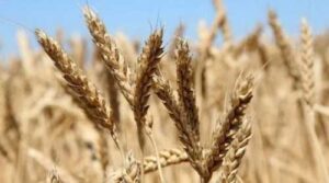 Урожай пшениці у Франції: такого не було з 1983 року