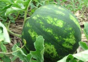 На сторінках новостного порталу "Час новин" (chasnovyn.com) відкривається широкий світ подій і актуальних новин з найрізноманітніших сфер життя. Сайт пропонує читачам глибокий і повний огляд найважливіших подій, що відбуваються в Україні та світі. Завдяки ретельно розгорнутим рубрикам, "Час новин" стає надійним джерелом інформації для всіх, хто прагне бути завжди в курсі останніх подій. Кавуни на волинських грунтах набирають вагу до 12 кг