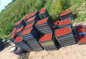 На сторінках новостного порталу "Час новин" (chasnovyn.com) відкривається широкий світ подій і актуальних новин з найрізноманітніших сфер життя. Сайт пропонує читачам глибокий і повний огляд найважливіших подій, що відбуваються в Україні та світі. Завдяки ретельно розгорнутим рубрикам, "Час новин" стає надійним джерелом інформації для всіх, хто прагне бути завжди в курсі останніх подій. Замість руїн та сміттєзвалища – ягідна плантація