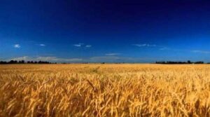 Новий міністр агрополітики окреслив головні завдання агросектору