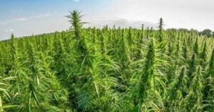 В наступному році в Україні засіють 8 тис. га промислових конопель