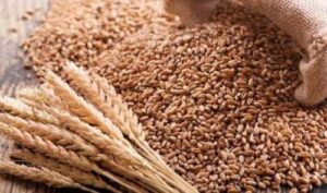Закупівельні ціни на продовольчу та фуражну пшеницю знижуються