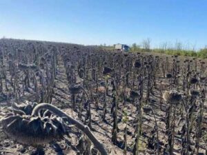 ПАЕК закінчив збирати соняшник