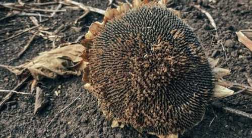 Ціни на соняшник зростають: переробникам дешевше зупинити заводи та чекати сприятливих цін - INFBusiness