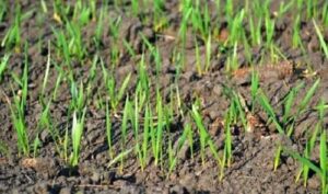 Через пізню появу сходів озимі знаходяться в зоні ризику, – Укргідрометеоцентр