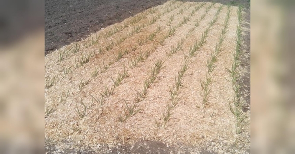 Зубчики не загниють, не замерзнуть, і не будуть затримувати сходи: як і чим потрібно мульчувати озимий часник (відео) - INFBusiness