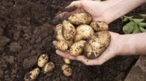 Європейські виробники незадоволені врожаєм картоплі