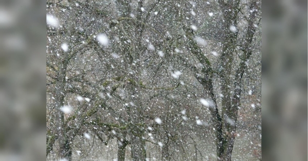 Задощить і засніжить: синоптик спрогнозував погоду на наступний тиждень - INFBusiness