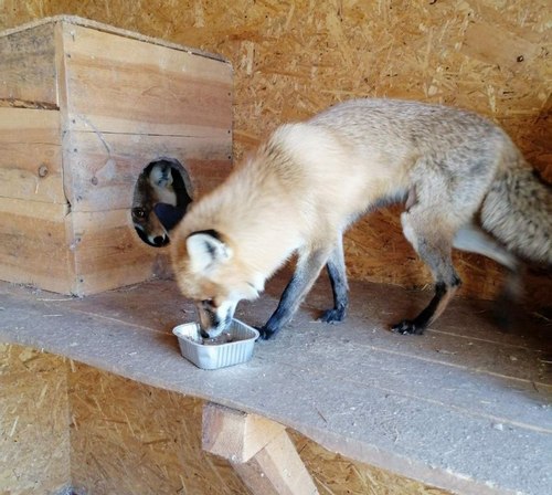 Собаки виють під сирену, а коти дуже стресують у момент вибуху: прихисток для тварин родини зоозахисників з Полтави під час війни переповнений - INFBusiness