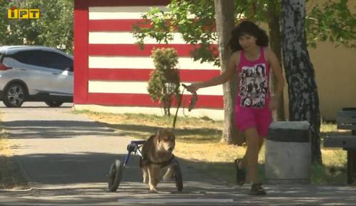 Собаки виють під сирену, а коти дуже стресують у момент вибуху: прихисток для тварин родини зоозахисників з Полтави під час війни переповнений - INFBusiness