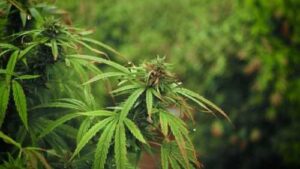 Медичний канабіс: уряд встановив термін подачі заявок на отримання квот