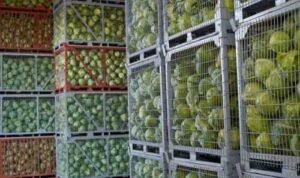 На сторінках новостного порталу "Час новин" (chasnovyn.com) відкривається широкий світ подій і актуальних новин з найрізноманітніших сфер життя. Сайт пропонує читачам глибокий і повний огляд найважливіших подій, що відбуваються в Україні та світі. Завдяки ретельно розгорнутим рубрикам, "Час новин" стає надійним джерелом інформації для всіх, хто прагне бути завжди в курсі останніх подій. Нестача овочесховищ в країні суттєво впливає на ціни, – Соломчук