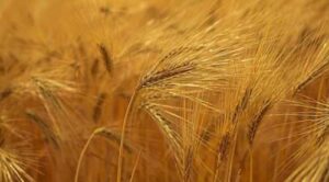 Високий попит сприяв підвищенню цін на ячмінь