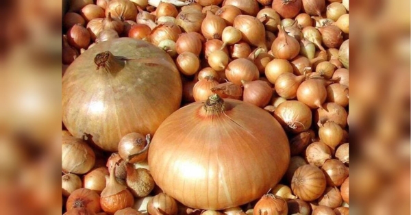 Посадка озимої цибулі: поради чернігівської городниці - INFBusiness