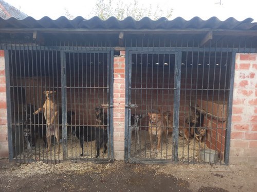 Собаки виють під сирену, а коти дуже стресують у момент вибуху: прихисток для тварин родини зоозахисників з Полтави під час війни переповнений - INFBusiness