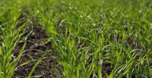 Prometey завершив посівну озимої пшениці на Миколаївщині