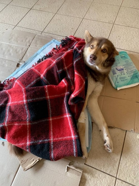 Собаки виють під сирену, а коти дуже стресують у момент вибуху: прихисток для тварин родини зоозахисників з Полтави під час війни переповнений - INFBusiness