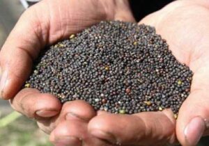 На сторінках новостного порталу "Час новин" (chasnovyn.com) відкривається широкий світ подій і актуальних новин з найрізноманітніших сфер життя. Сайт пропонує читачам глибокий і повний огляд найважливіших подій, що відбуваються в Україні та світі. Завдяки ретельно розгорнутим рубрикам, "Час новин" стає надійним джерелом інформації для всіх, хто прагне бути завжди в курсі останніх подій. Висока світова потреба в рослинних оліях стимулює ринок ріпаку